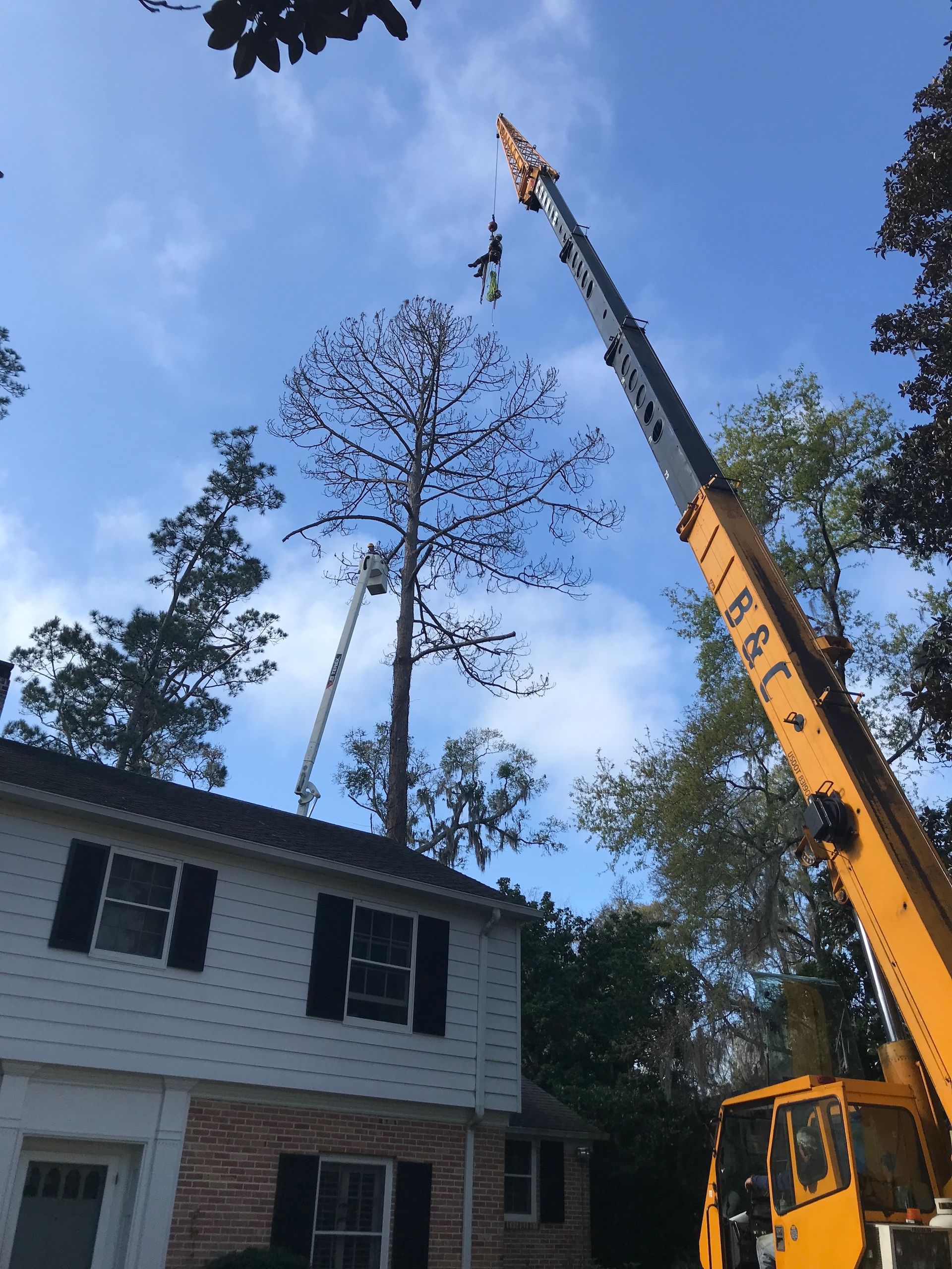 Crane removing a tall tree near a two-story house.  Workers in the tree and crane. Clear sky.