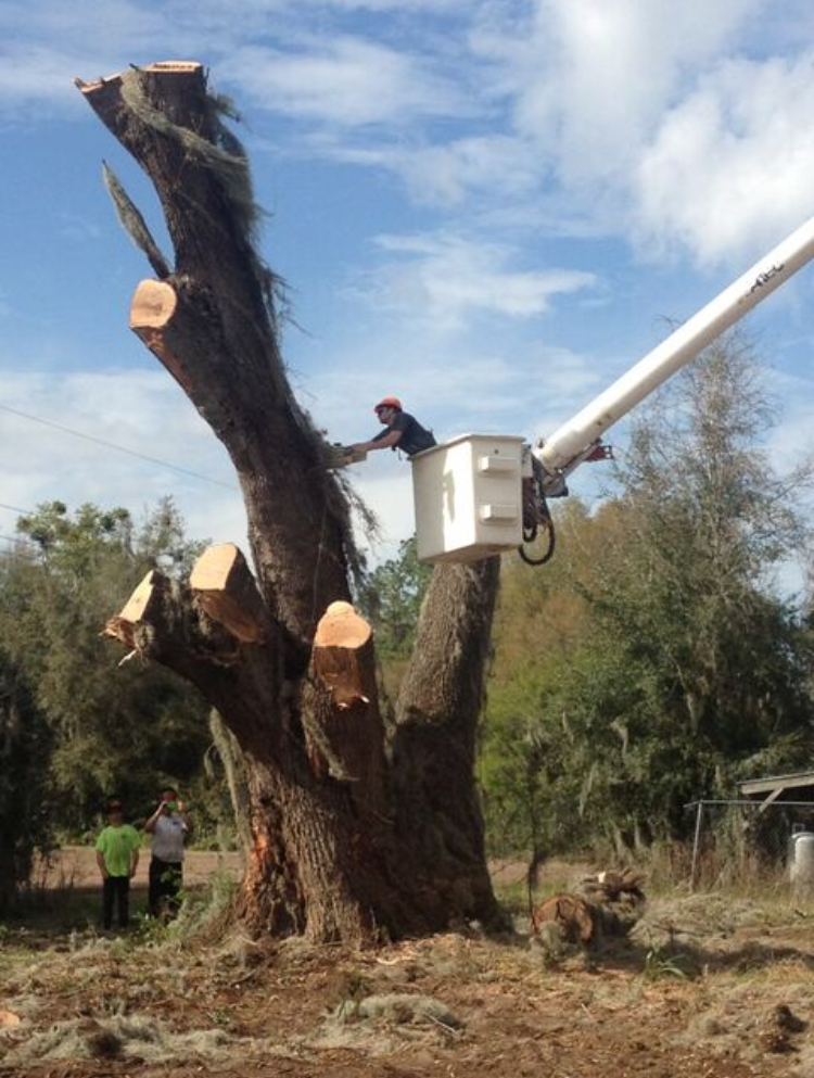 Man in a bucket truck cutting branches from a tall tree under a blue sky, with two people watching below.