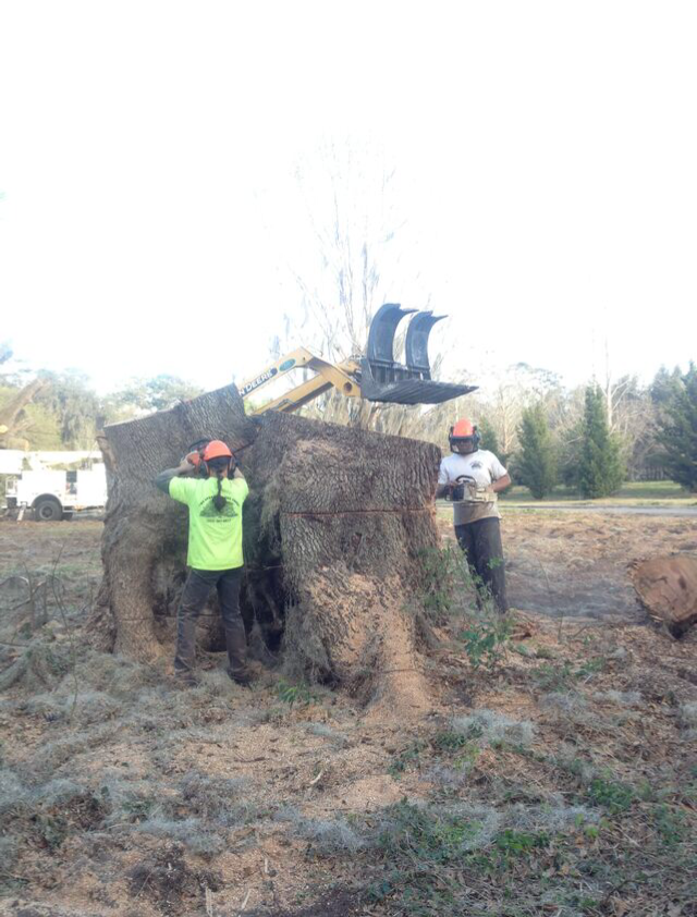 Two people removing a large tree stump with heavy machinery. Workers wear safety gear in an outdoor setting.