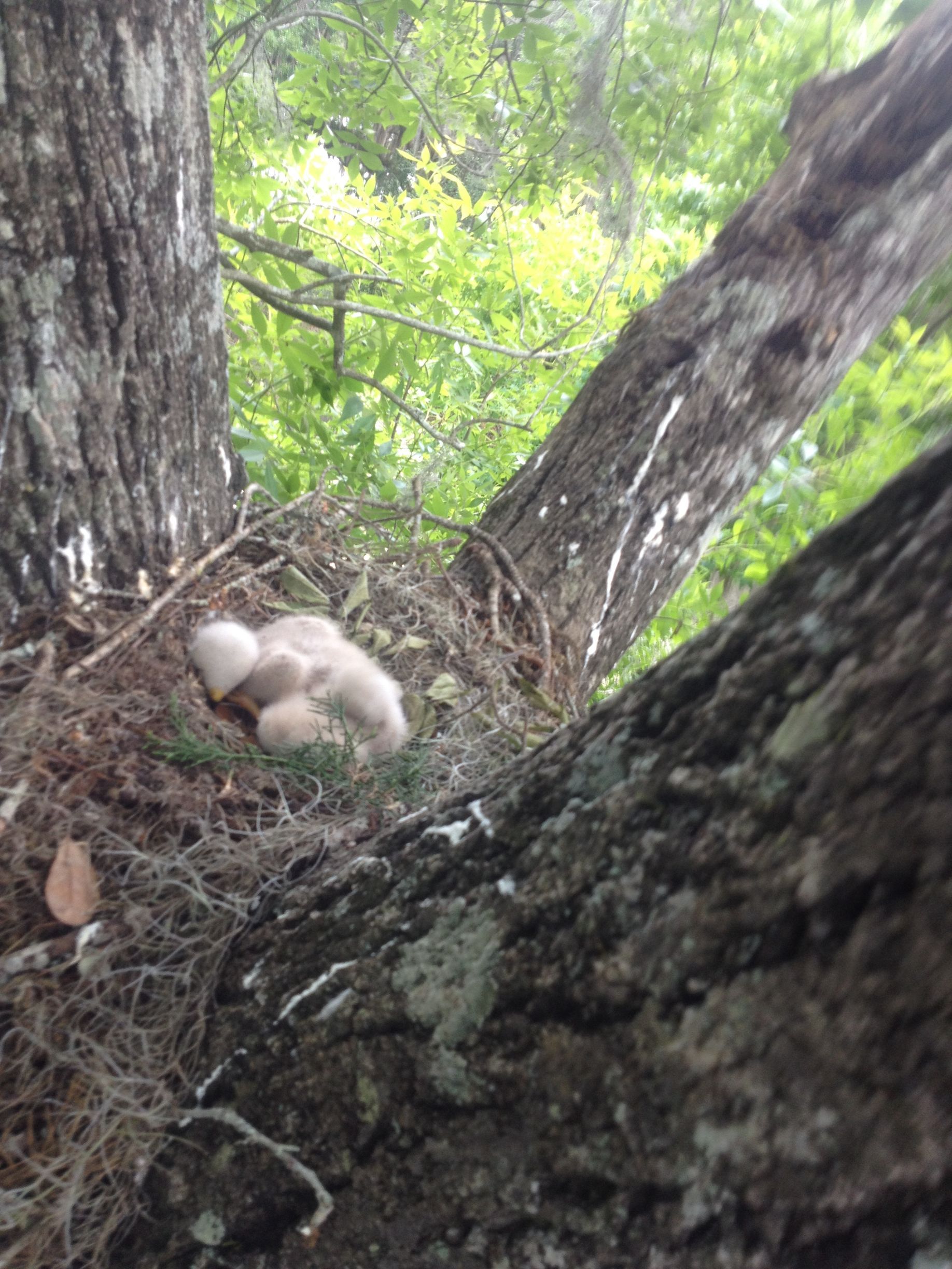 Nest with fluffy, light-colored baby birds and eggs nestled in a tree.