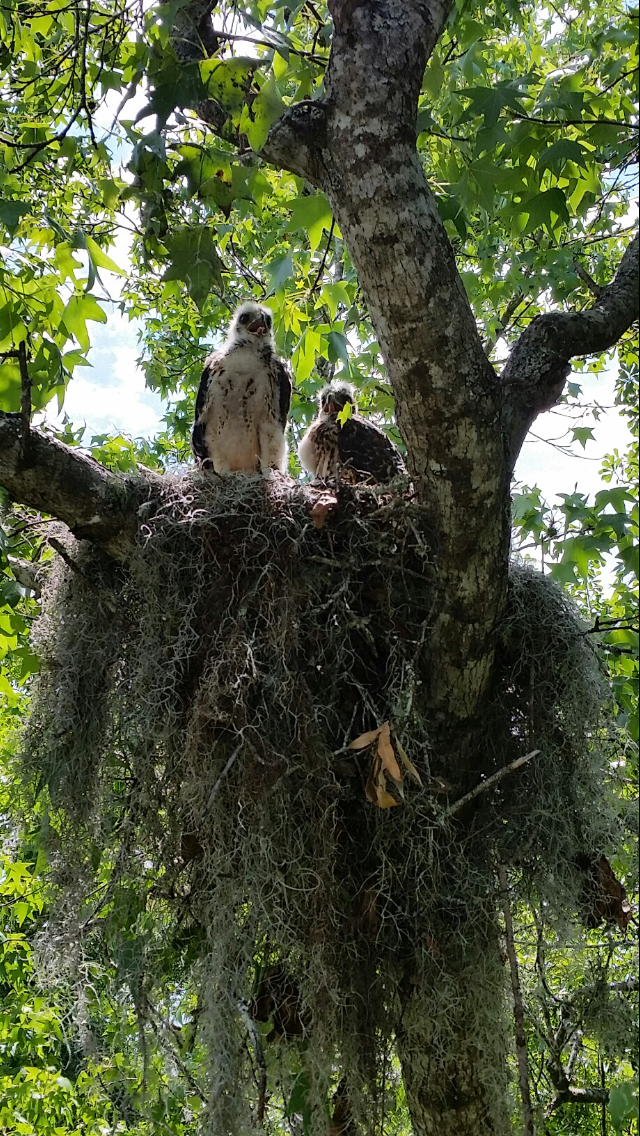 Two young hawks perched in a nest built in a tree covered in Spanish moss.