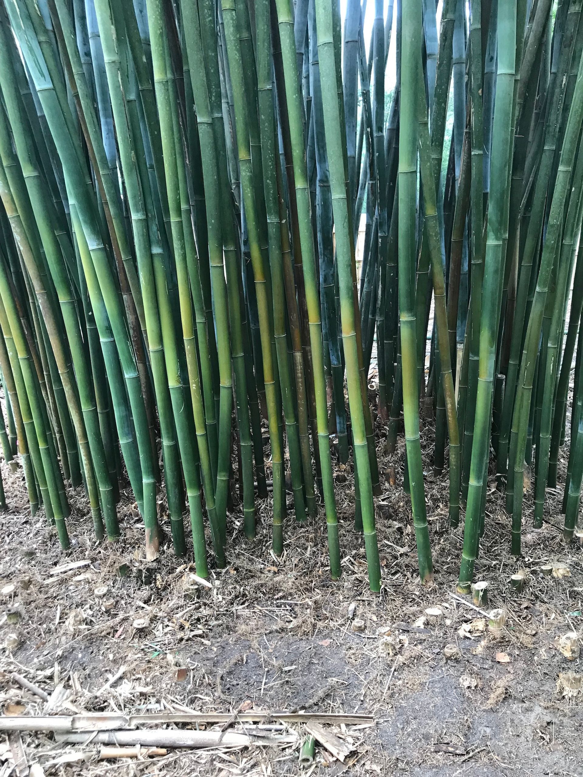 Clump of tall green bamboo stalks growing from brown earth.