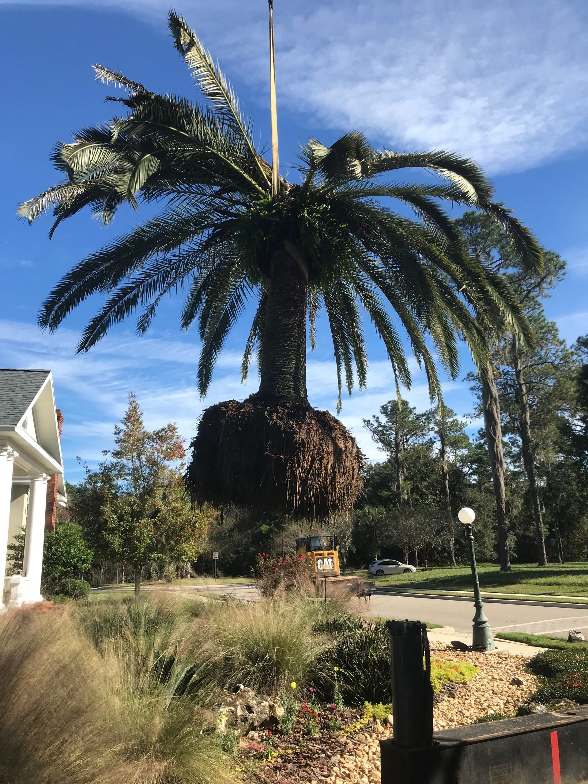 Palm tree suspended in the air by a crane, next to a building and road, under a blue sky.