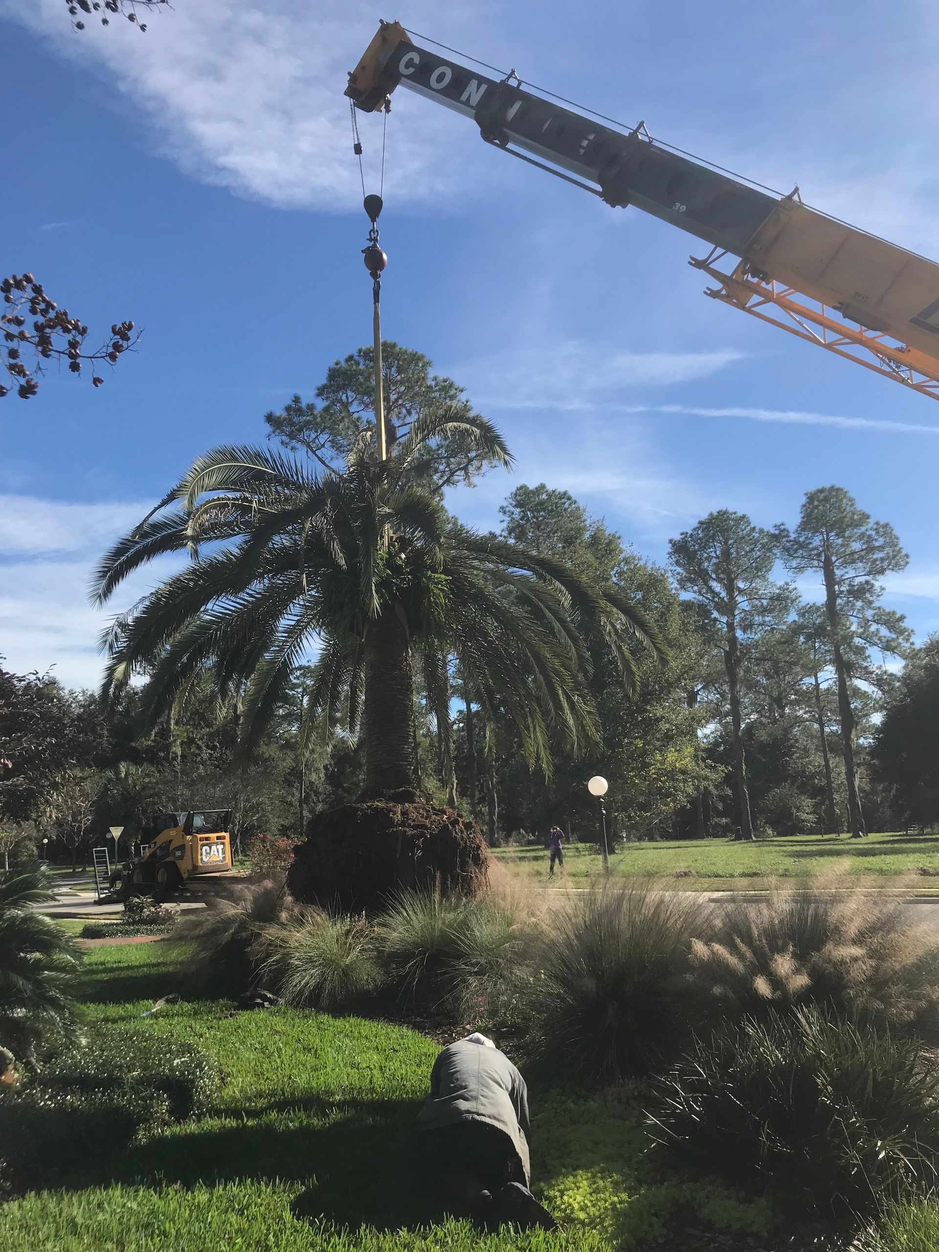 A crane lifting a large palm tree in a grassy park setting under a blue sky. A person kneels below.