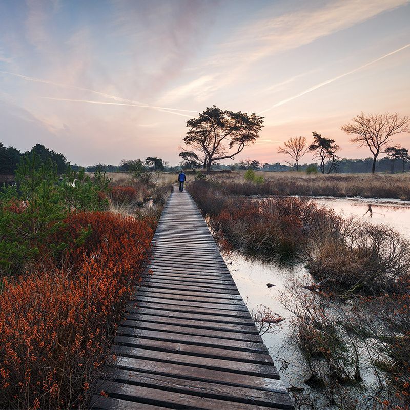 Houten vlonderpad door moeras bij schemering, wandelende persoon. Roze lucht, bomen en kleurrijke planten.