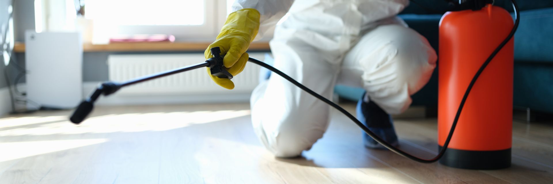 isinfection of premises from insects and rodents with chemicals