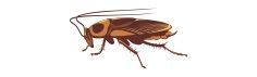 Brown cockroach on a white background