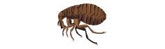 Arab Termite and Pest Control of Cincinnati, Inc.