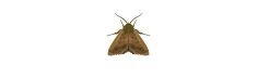 Brown moth with outstretched wings on a white background