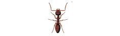 Red and black ant viewed from above on a white background