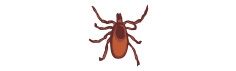 Brown tick with legs spread on a white background