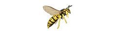 Yellow-and-black bee flying on a white background