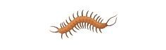 Orange centipede with many legs, isolated on white background