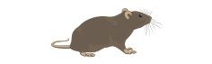 Arab Termite and Pest Control of Cincinnati, Inc.