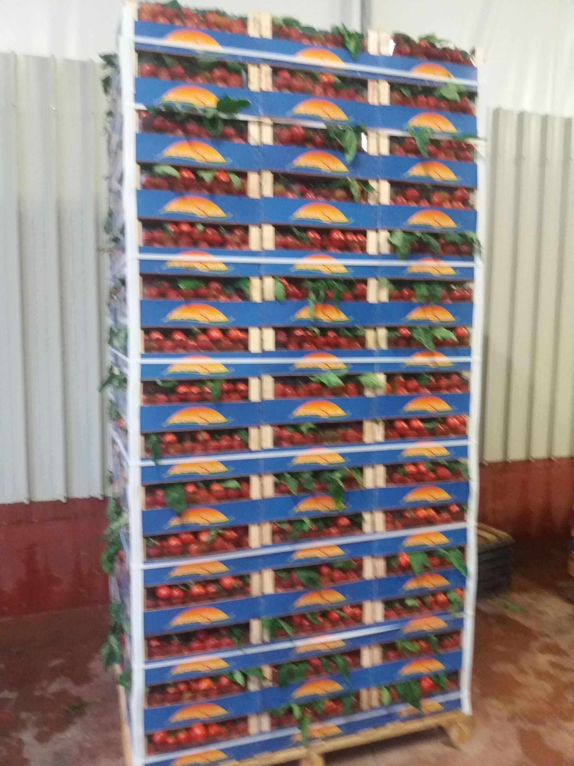 crates of tomatoes