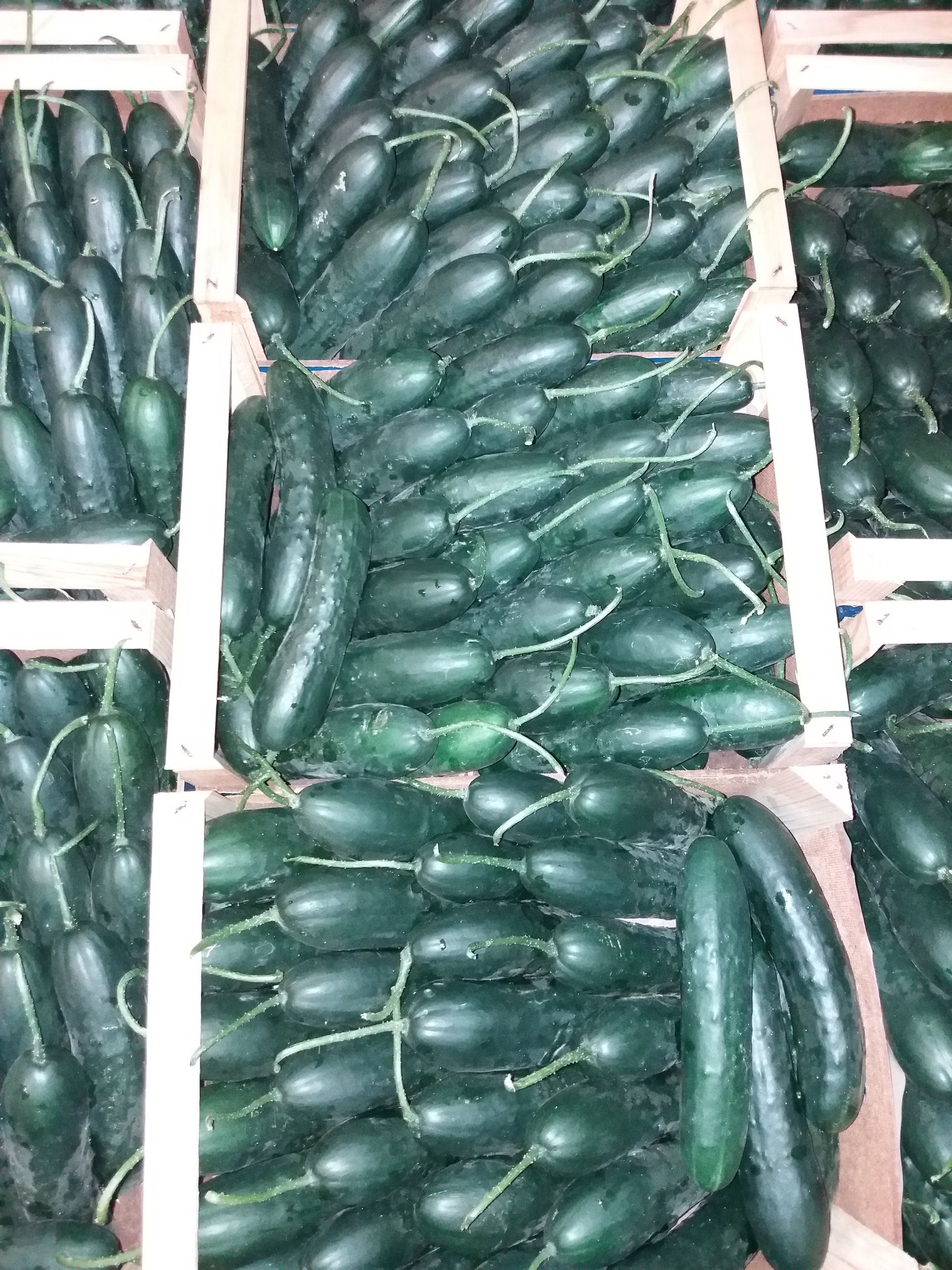 crates of cucumbers