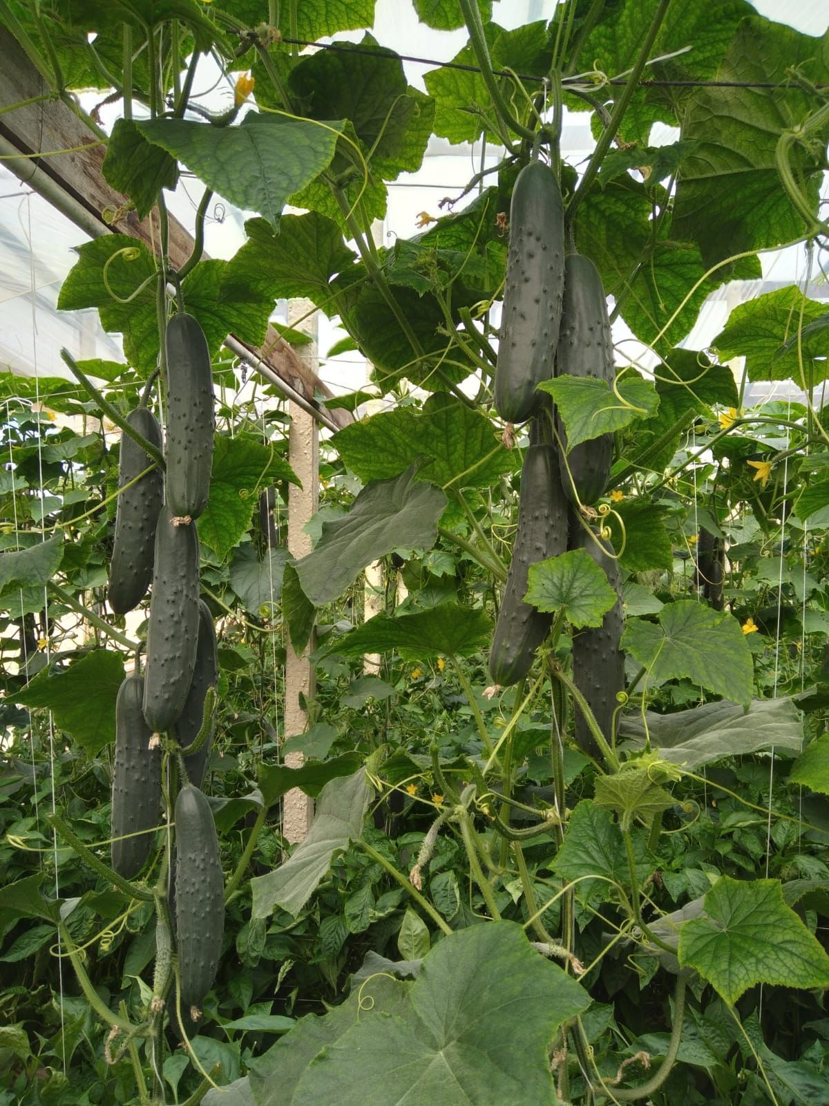 cucumber plant
