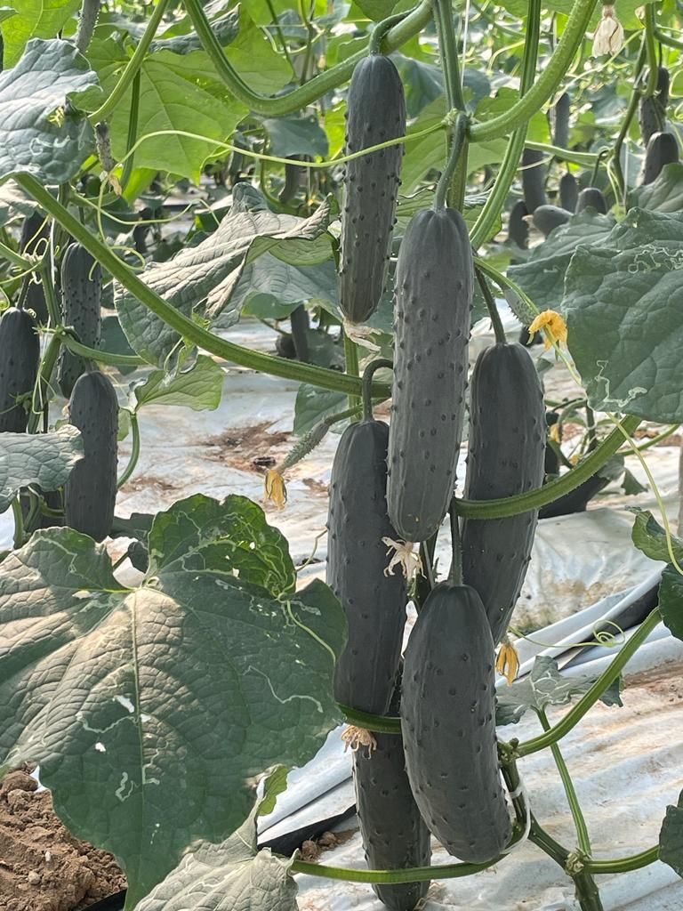 cucumbers on the plant