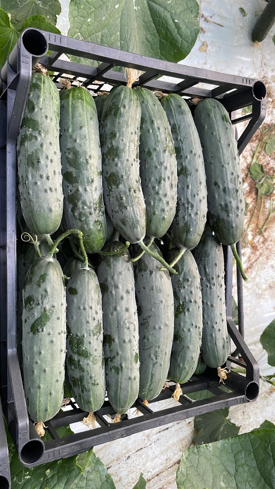 cucumber crate