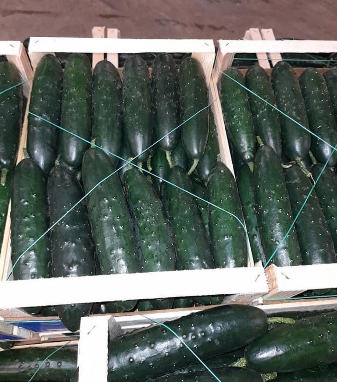 crates with cucumbers