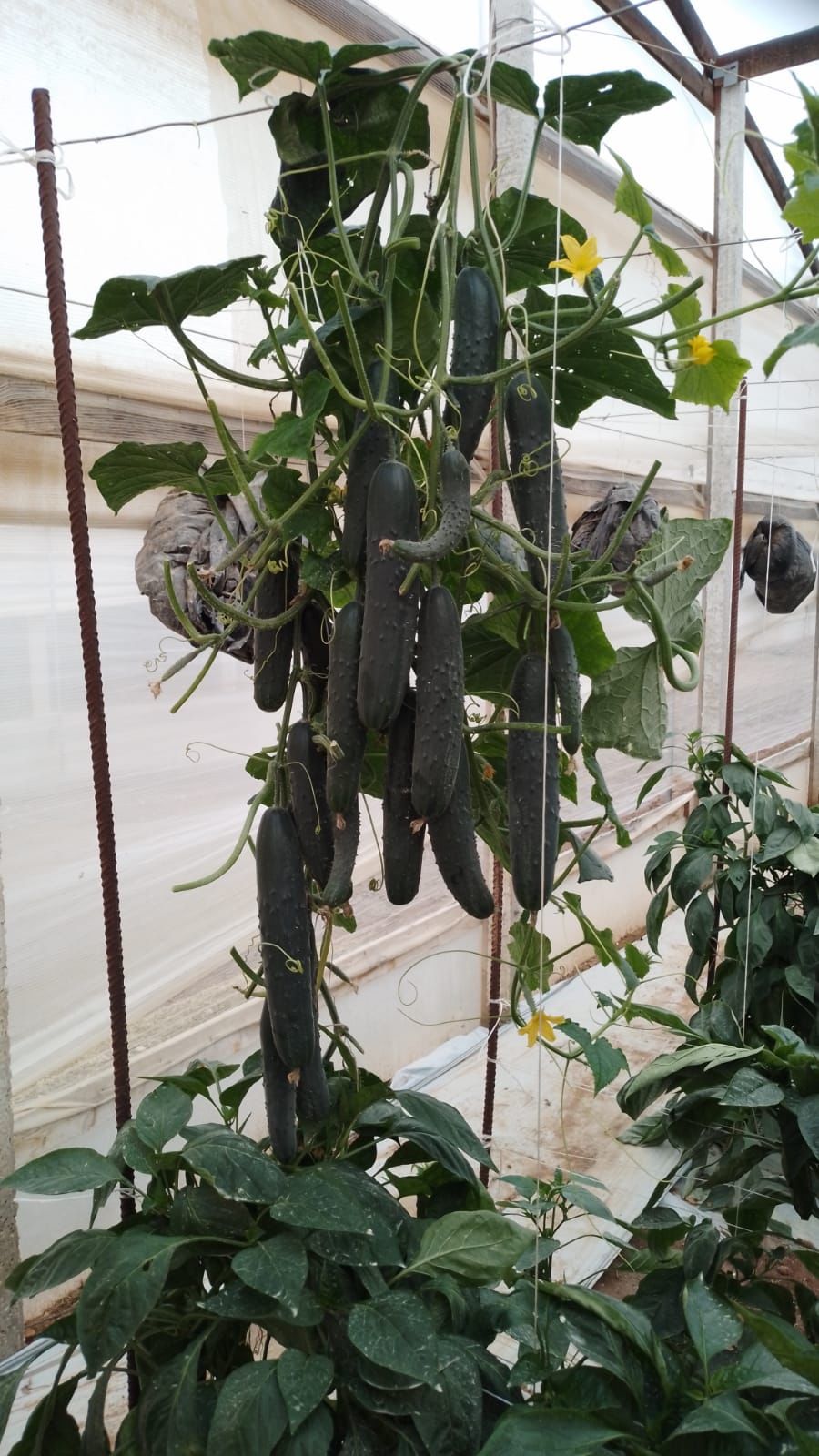 cucumber plant