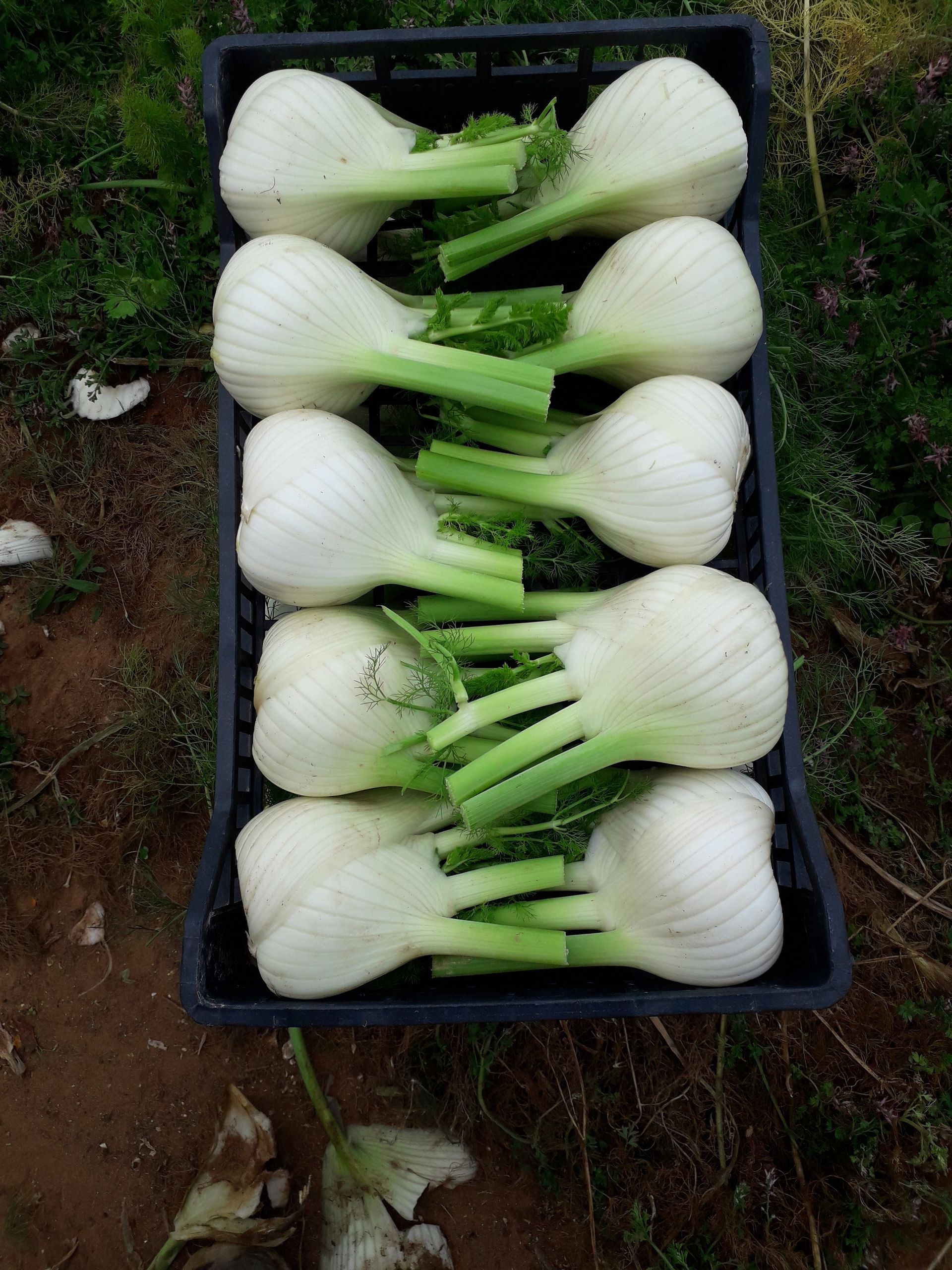 cassette with fennel