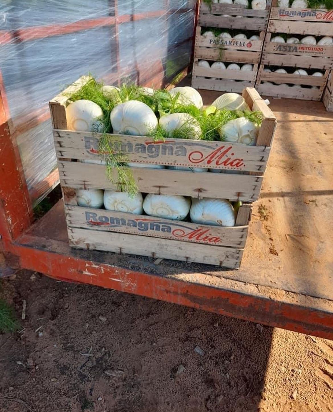 crates of fennel