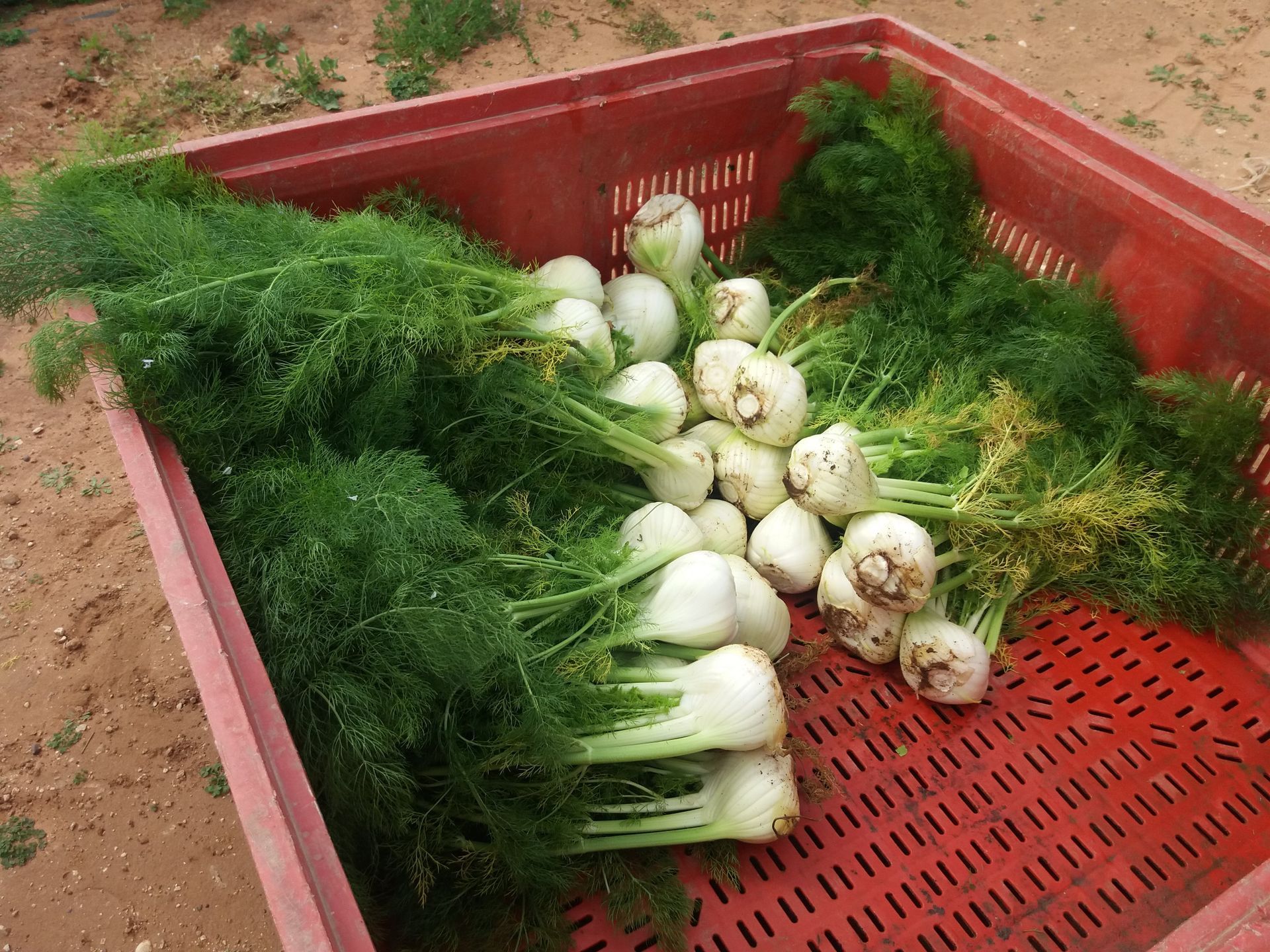 fennel harvesting