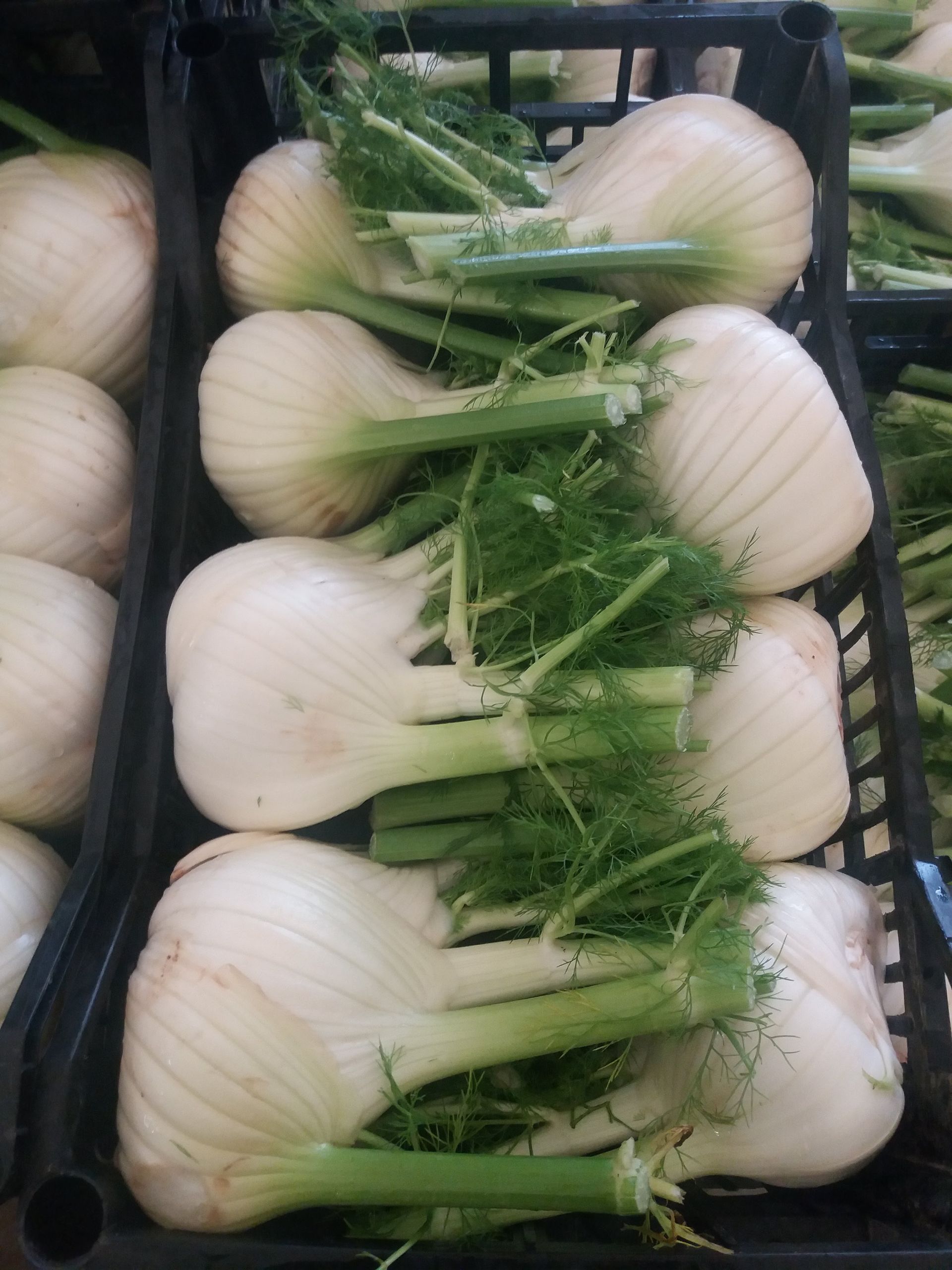 case of fennel