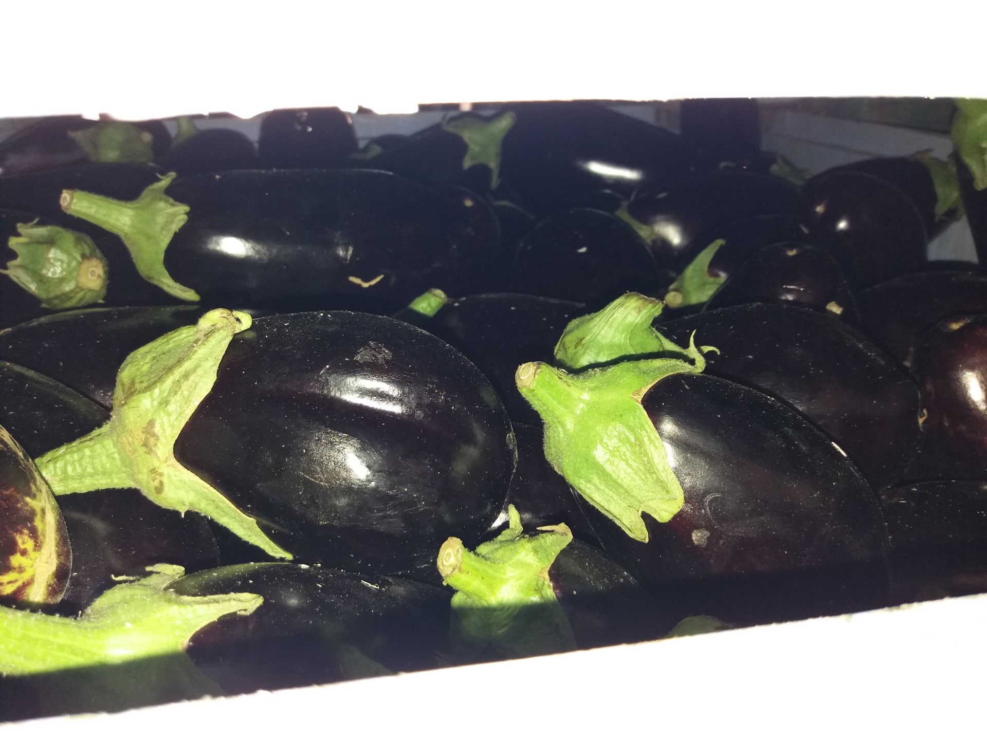 melanzane viola