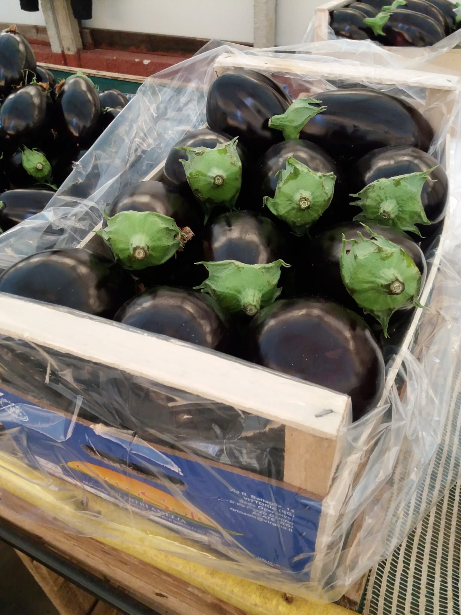 melanzane tonde