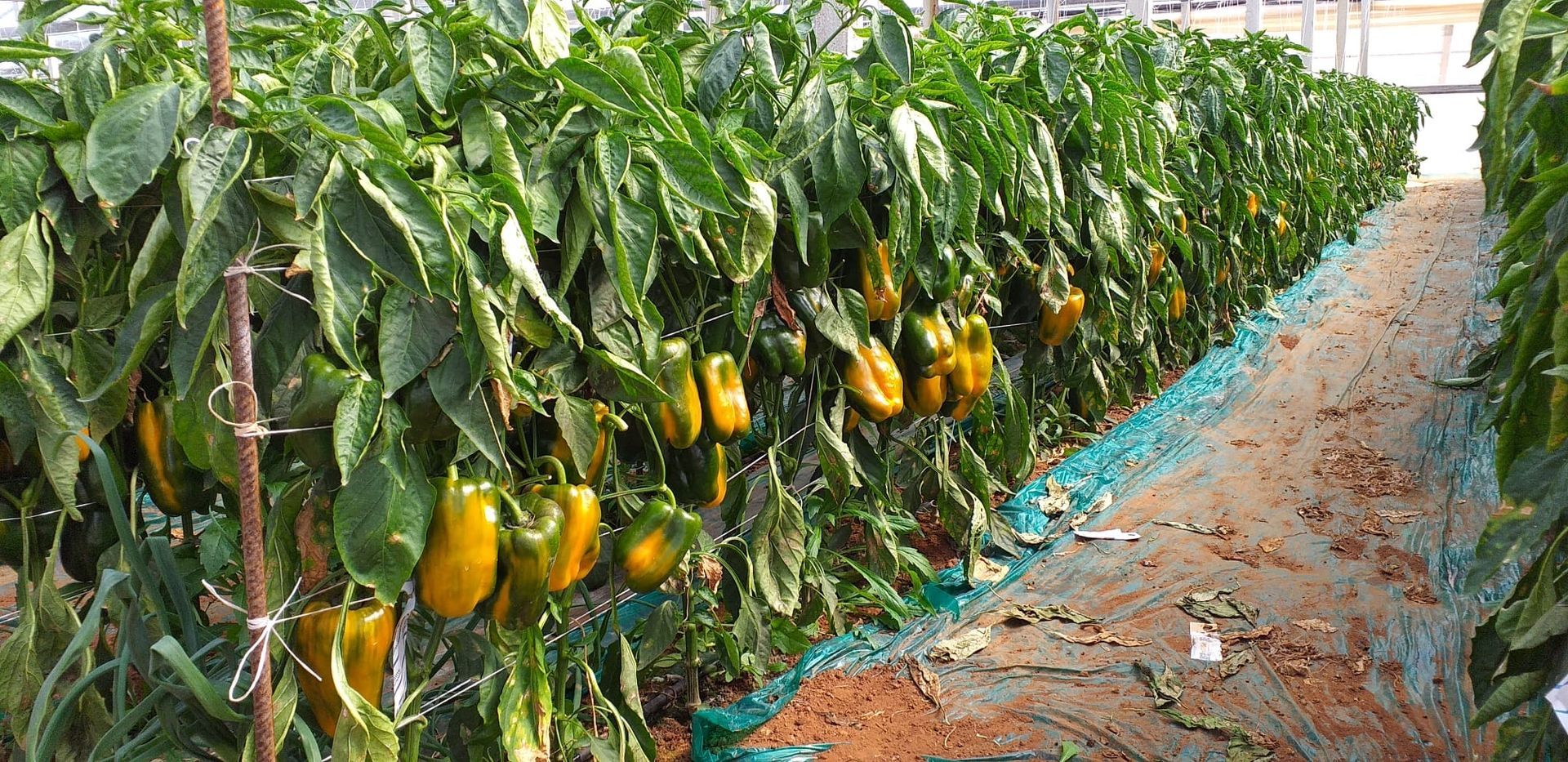 peperoni gialli