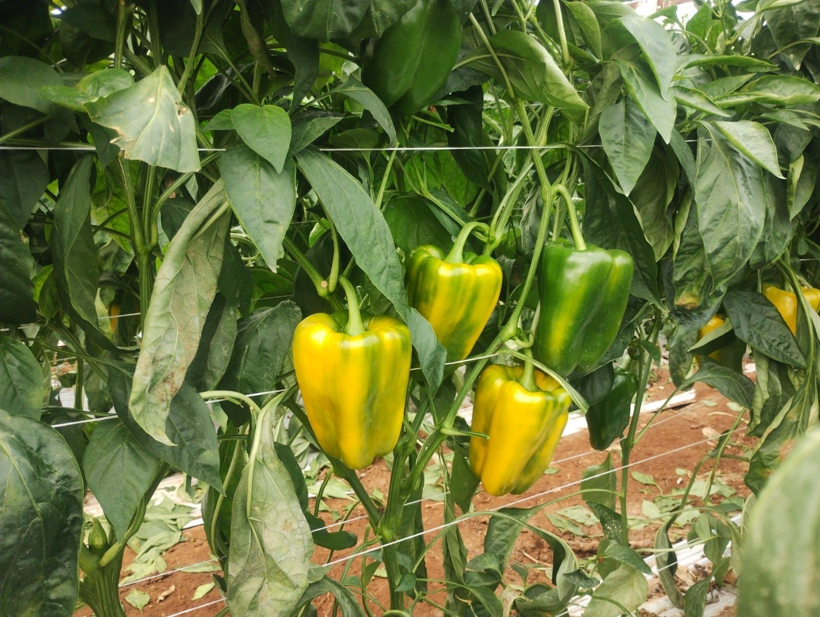 yellow peppers on the plant