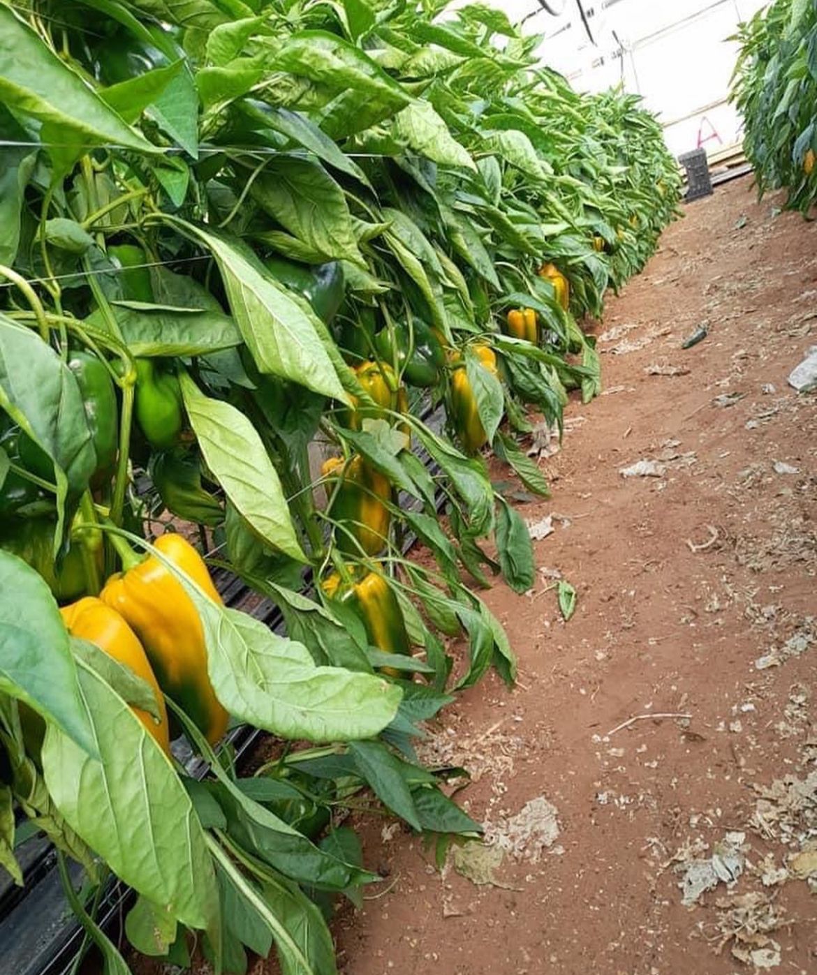 yellow pepper plant