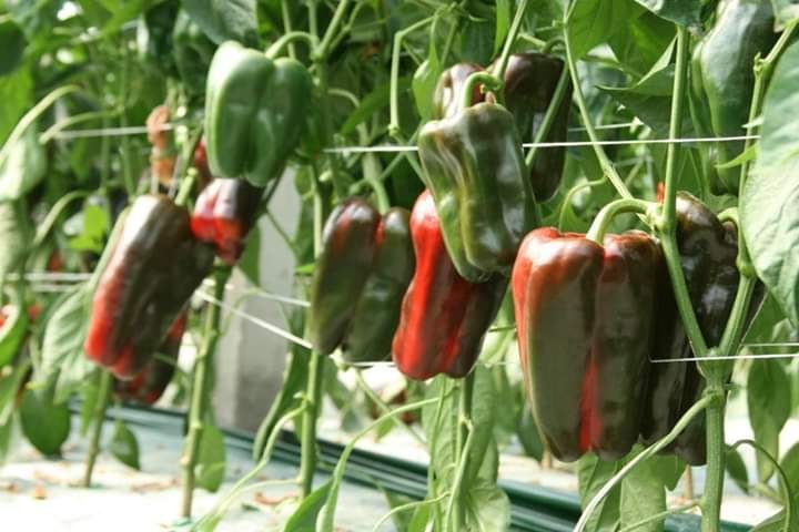 pepper plants