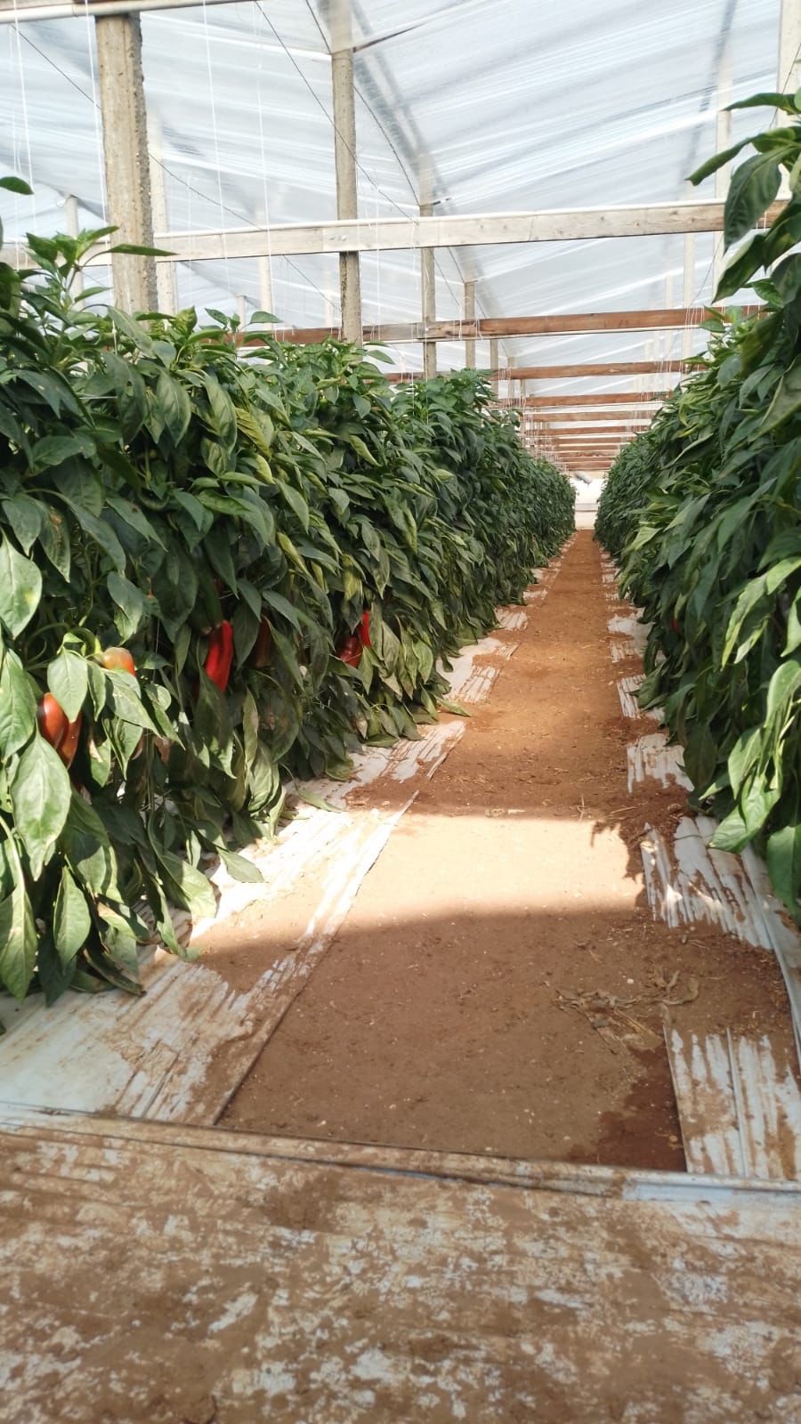pepper plant