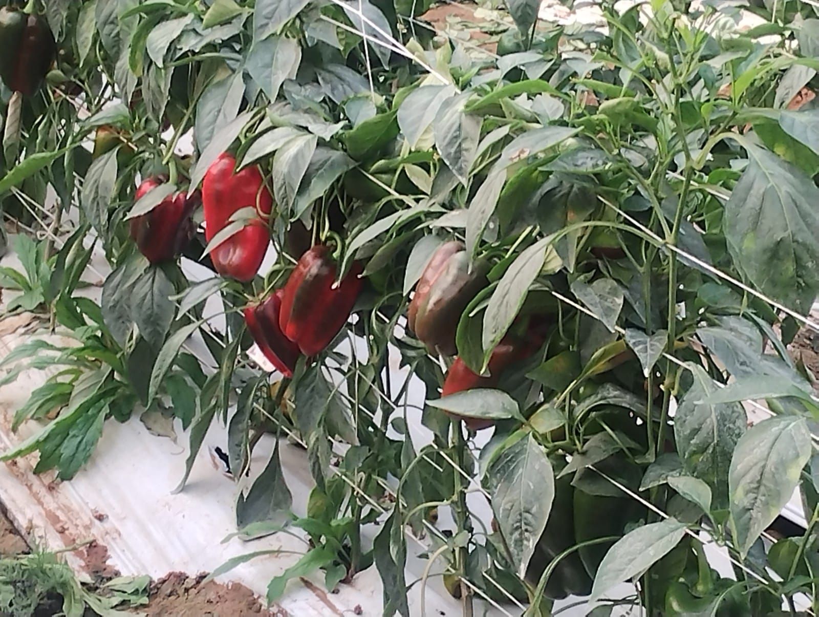 peppers