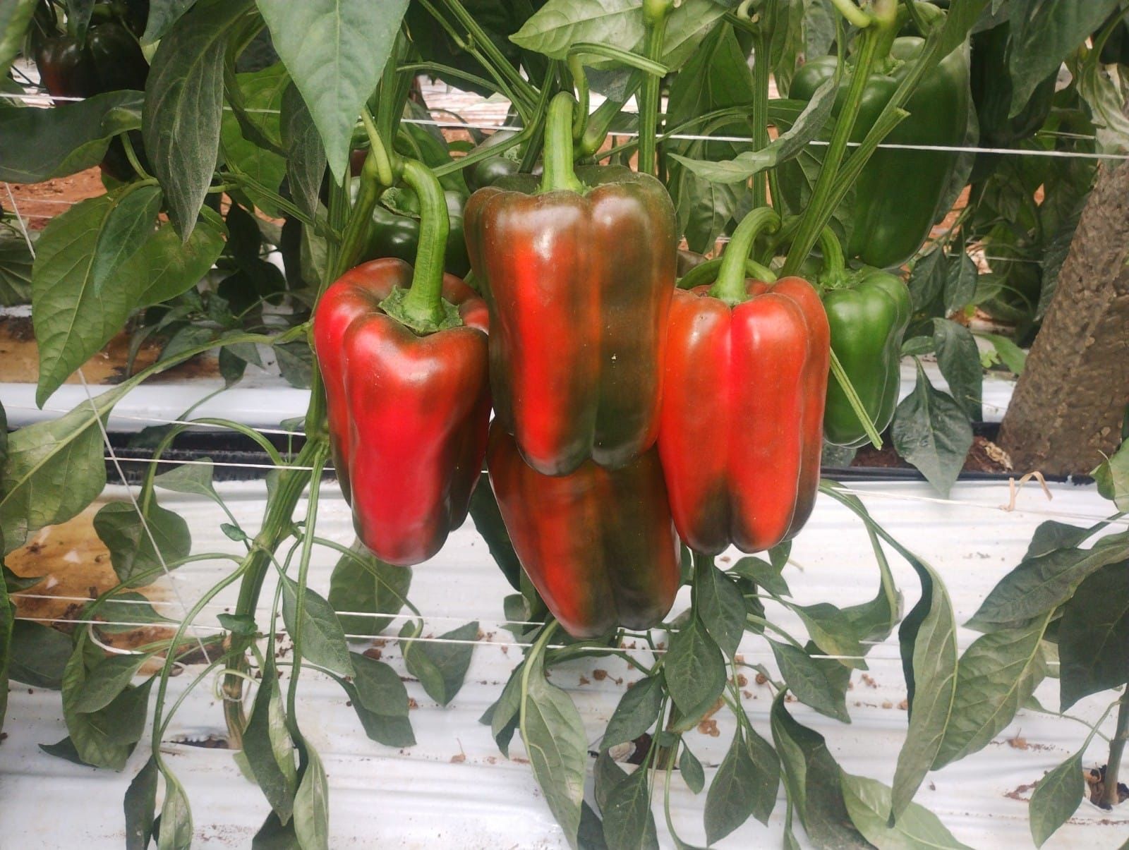 red peppers