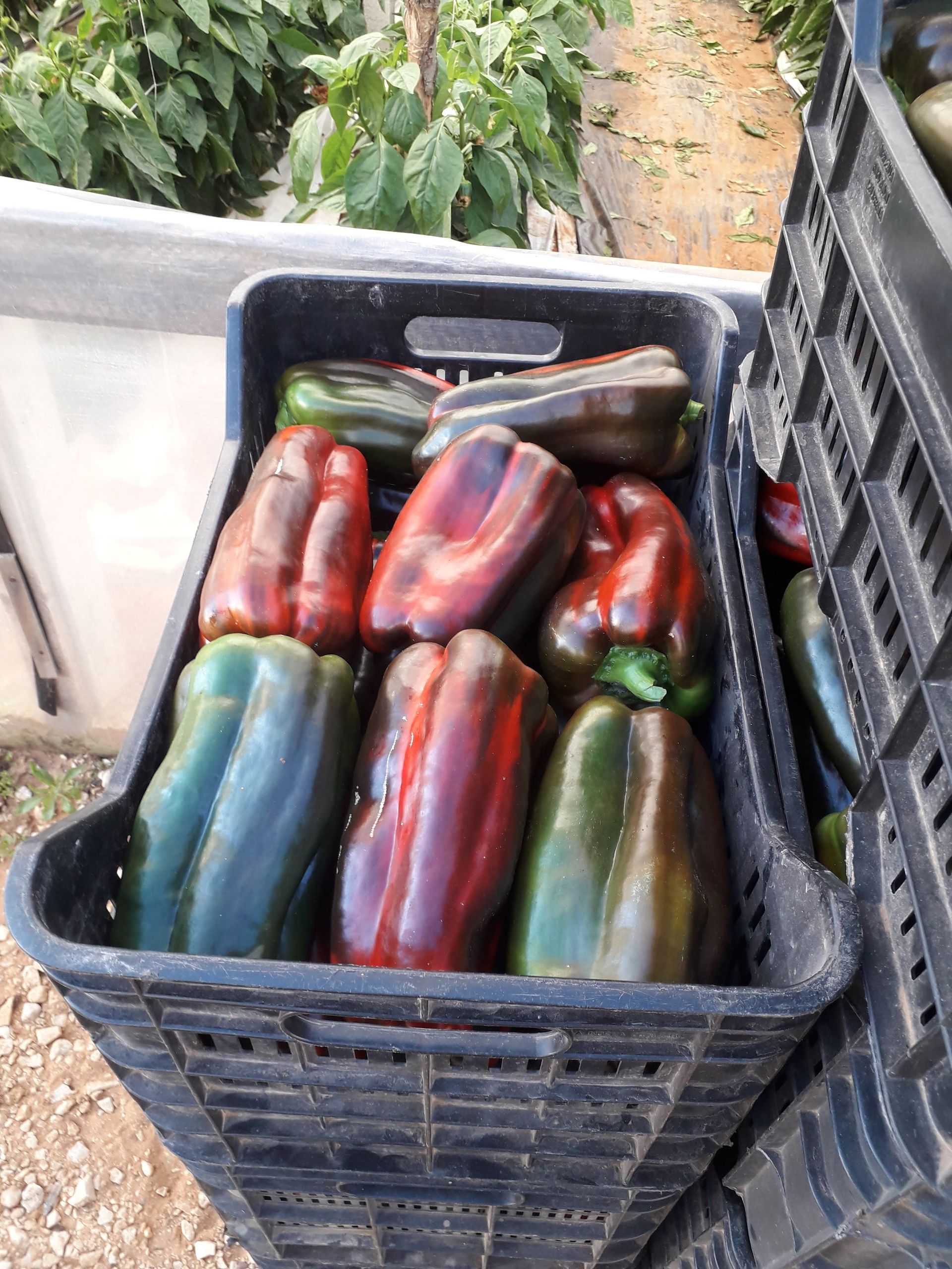 crates of peppers