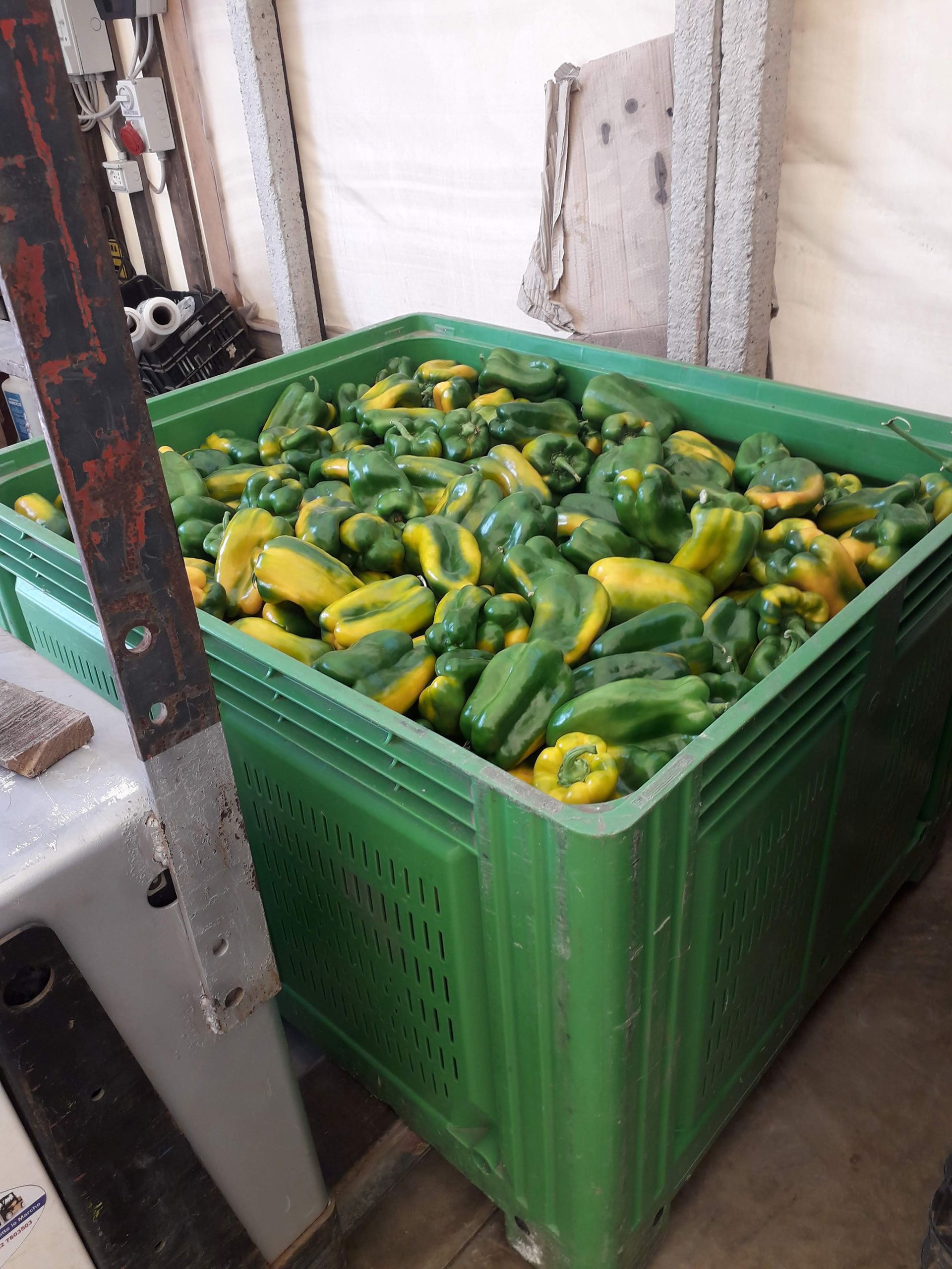 green peppers