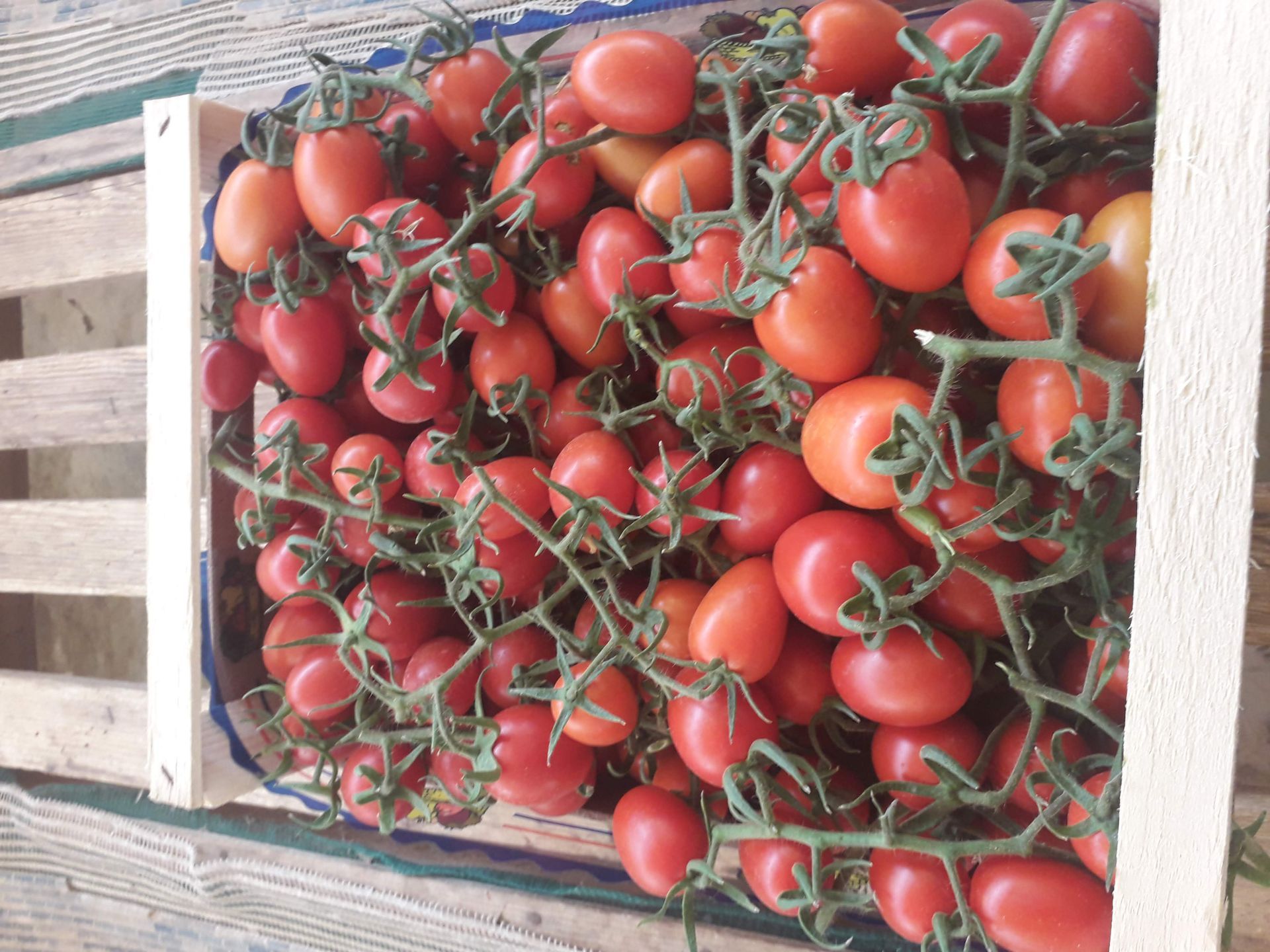 tomatoes