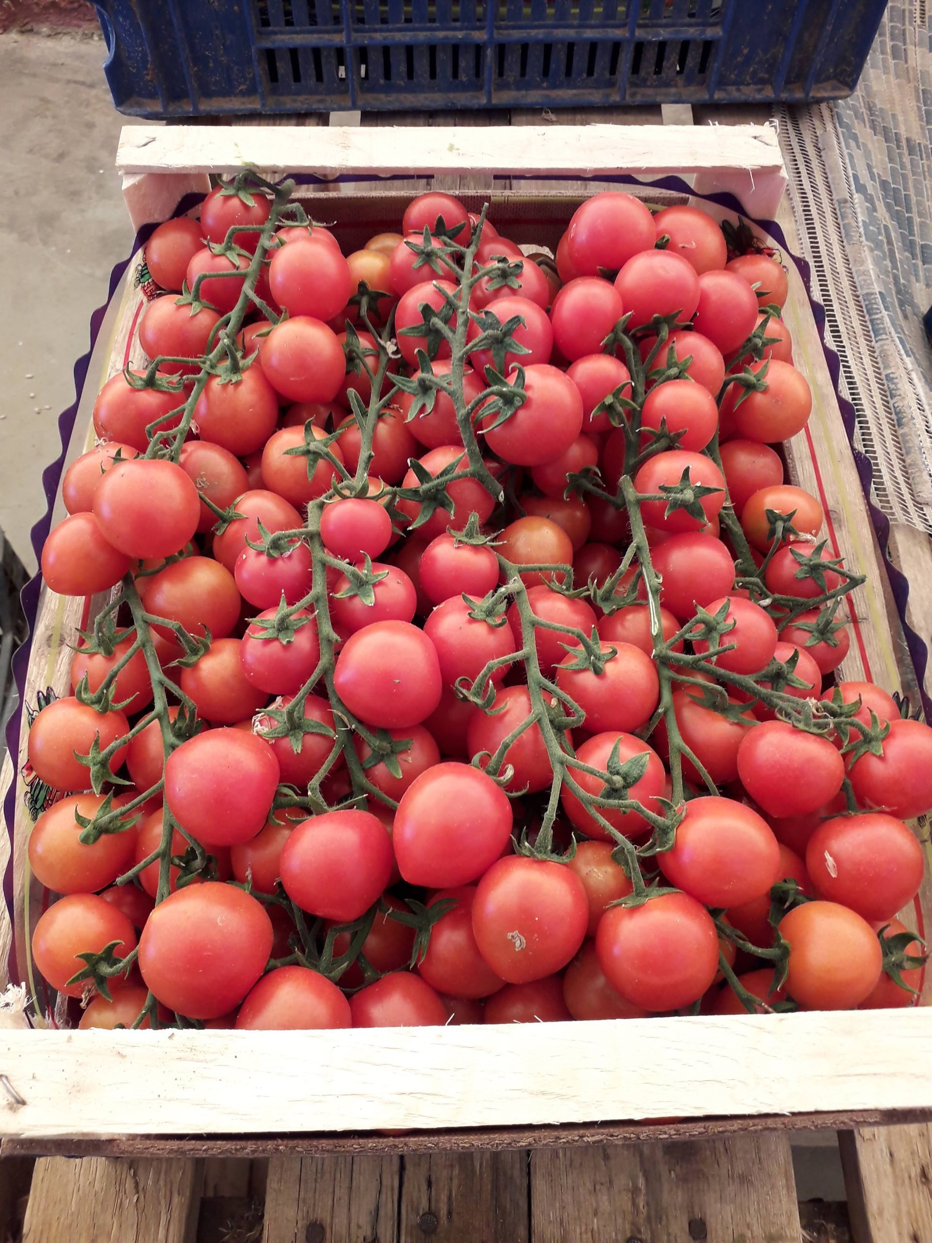 tomatoes