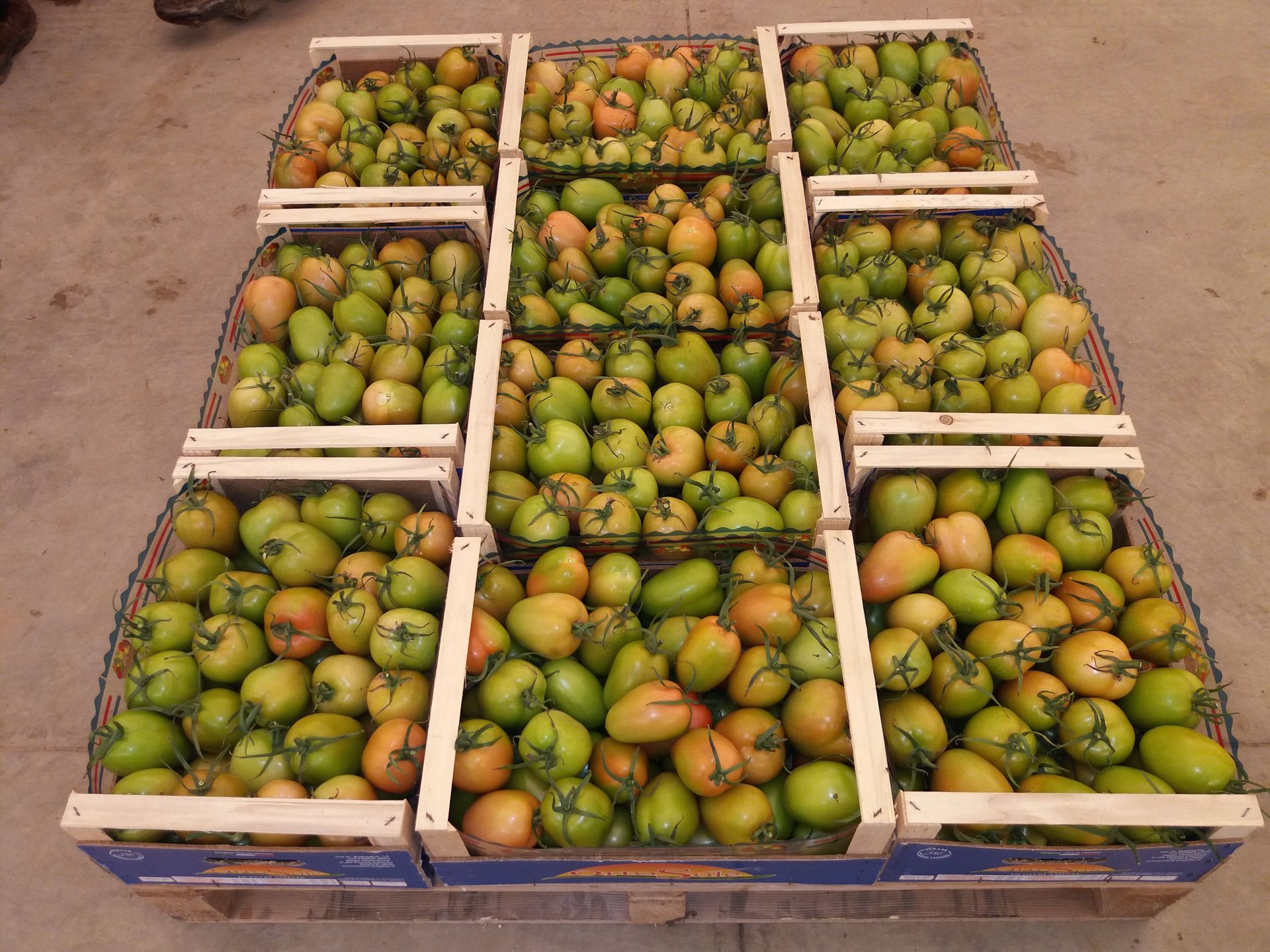 green tomatoes