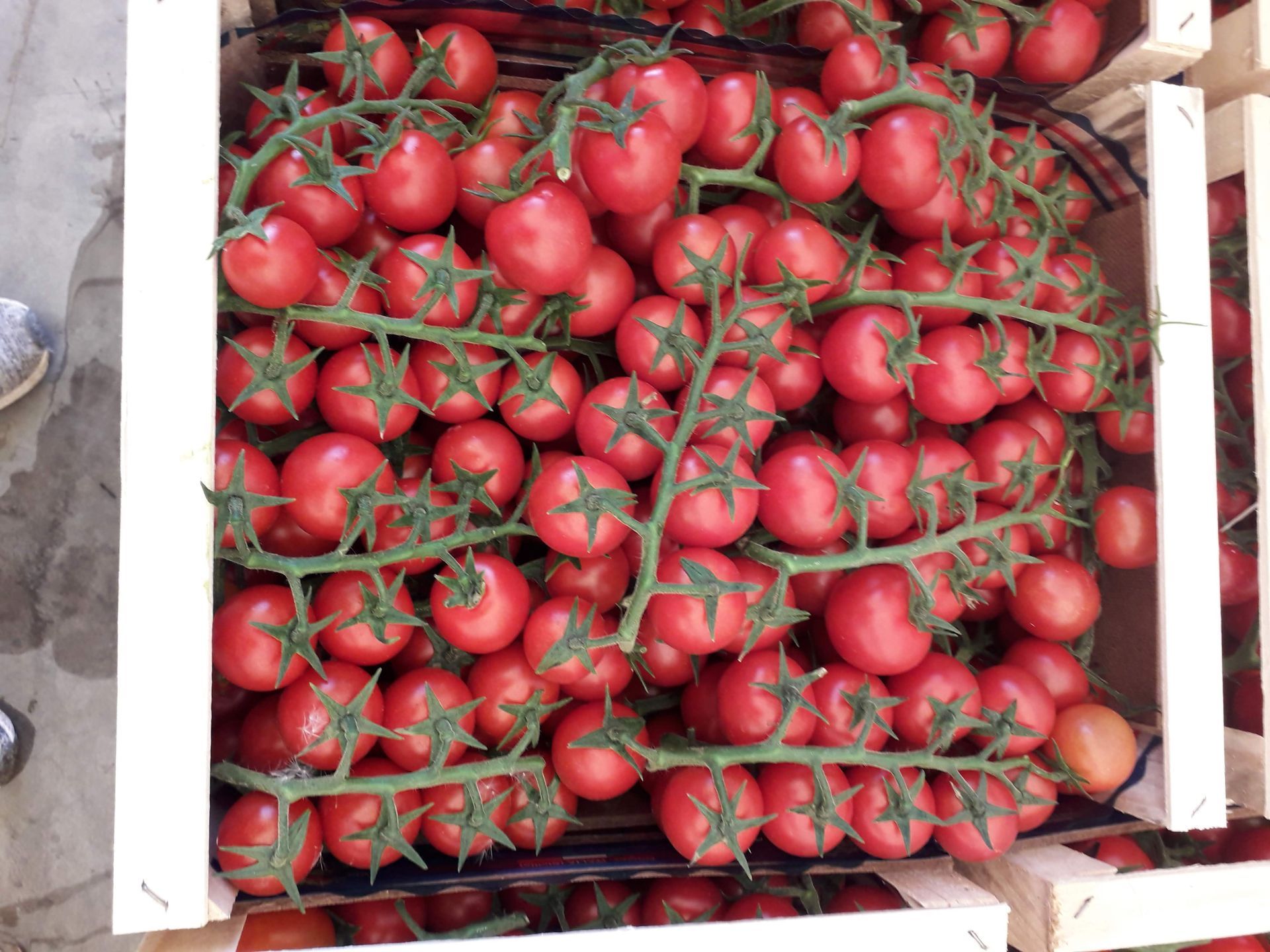 tomatoes picked in crates