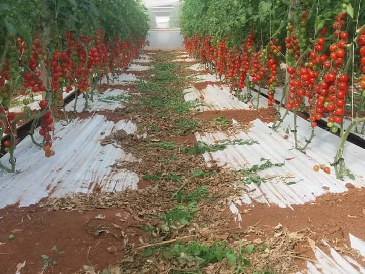 cherry tomato plants