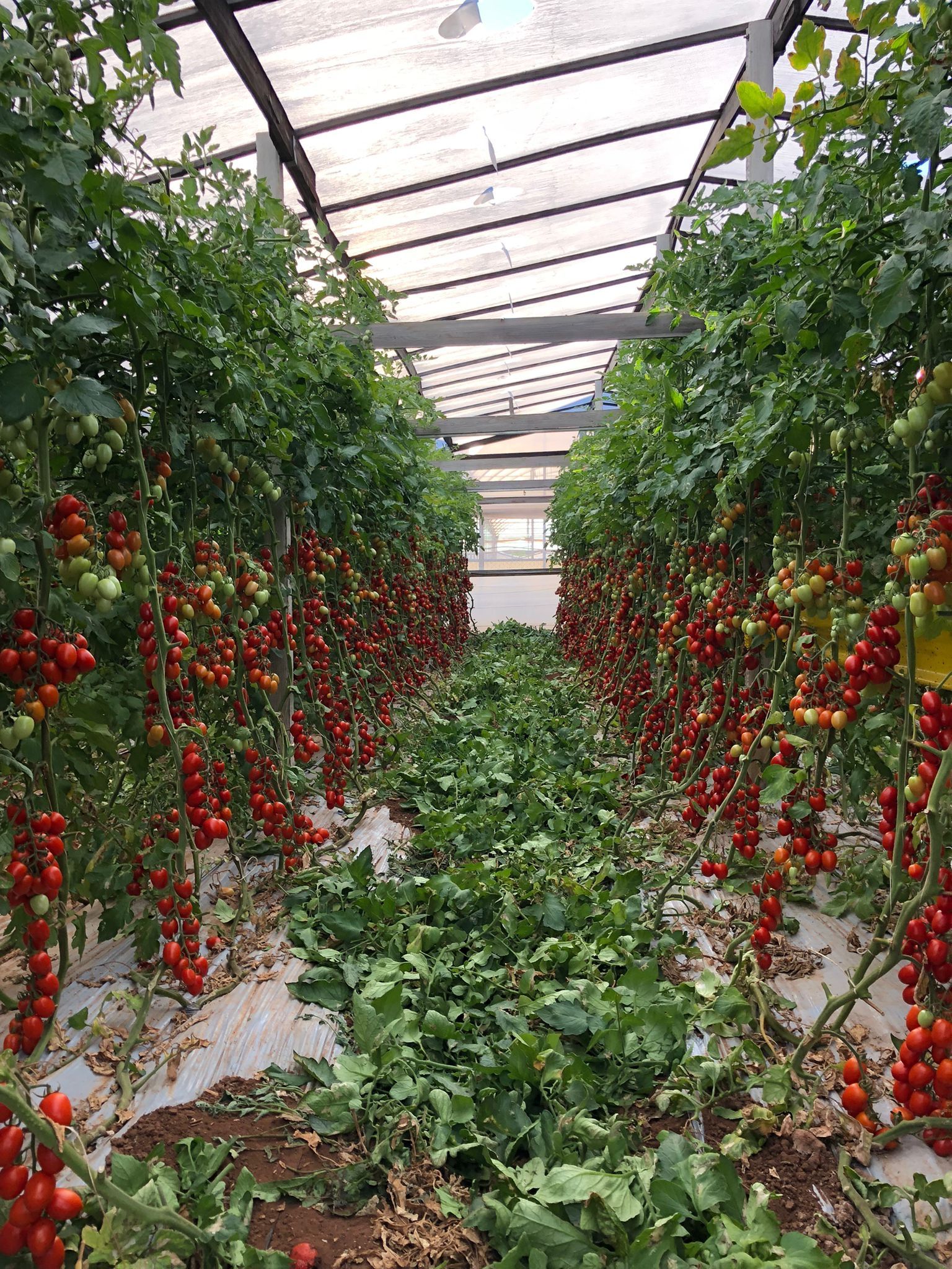piccadilly tomato plants