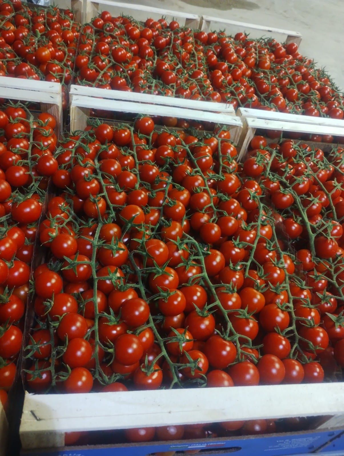 cherry tomato