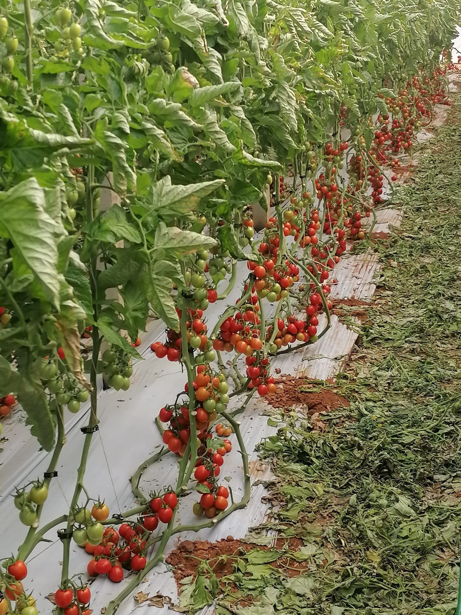 tomato seedlings