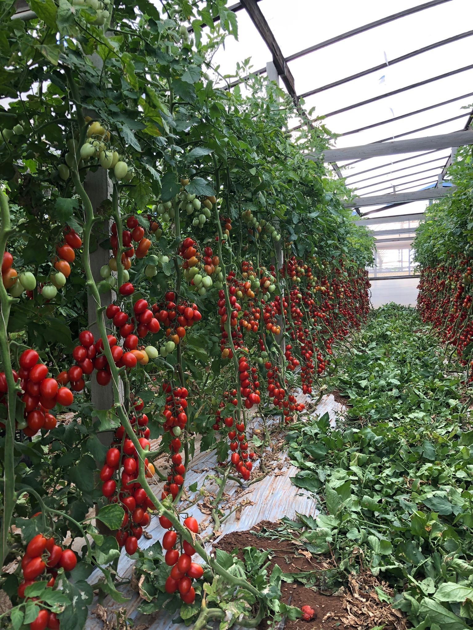 tomato plants