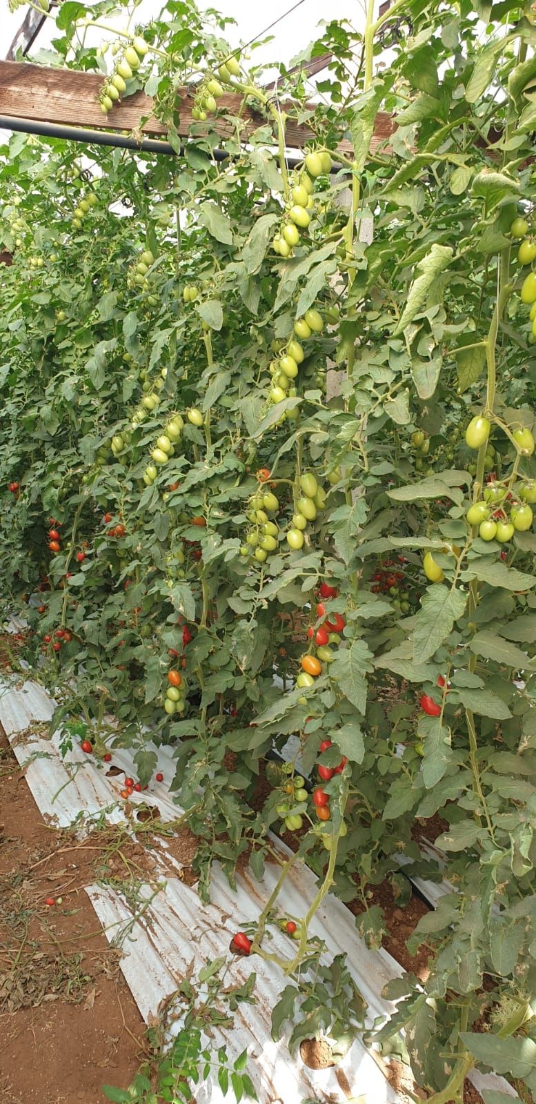 vegetable garden with piccadilly tomato plants